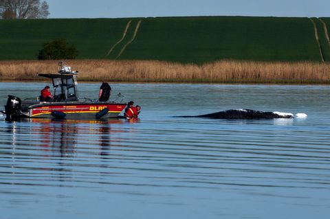 Erste Helfer des Rettungsteams beobachten am Morgen den festliegenden Wal vor der Insel Poel