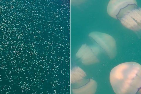 XXL-Quallenschwarm flutet Adria-Hafen von Triest