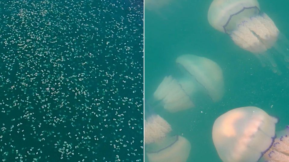 XXL-Quallenschwarm flutet Adria-Hafen von Triest