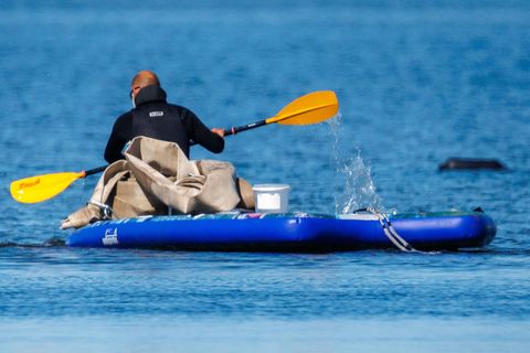 Ein Helfer bringt Gurte zum Ziehen des gestrandeten Wals