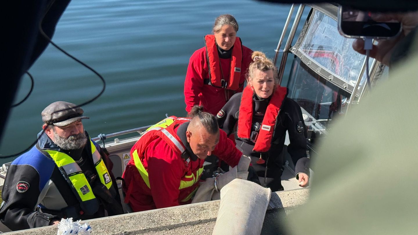 Gestrandeter Wal: Minister: Bergung von Buckelwal möglichst bis zum Abend