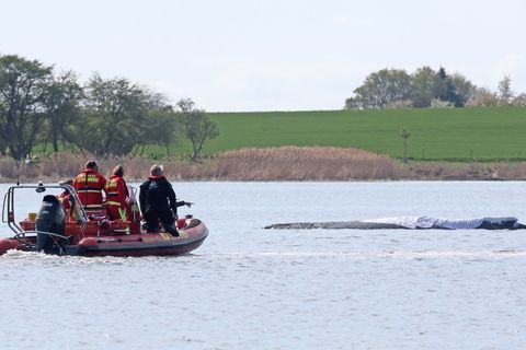 Der rund zwölf Meter lange Buckelwal soll geborgen werden können. (Archivbild) Foto: Bernd Wüstneck/dpa