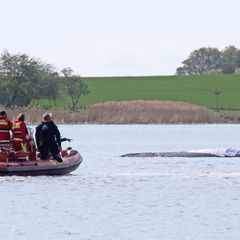 Der rund zwölf Meter lange Buckelwal soll geborgen werden können. (Archivbild) Foto: Bernd Wüstneck/dpa