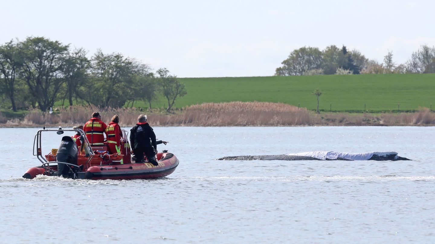 Der rund zwölf Meter lange Buckelwal soll geborgen werden können. (Archivbild) Foto: Bernd Wüstneck/dpa