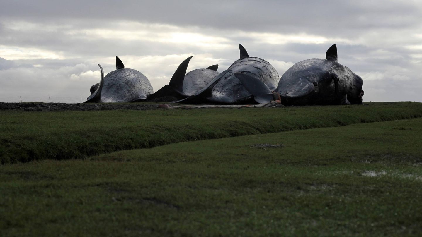 Walstrandungen: Männlich, jung, gestrandet: Warum Walbullen so oft auf Grund laufen