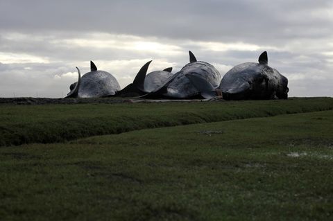 Walstrandungen: vier Pottwale liegen nebeneinander