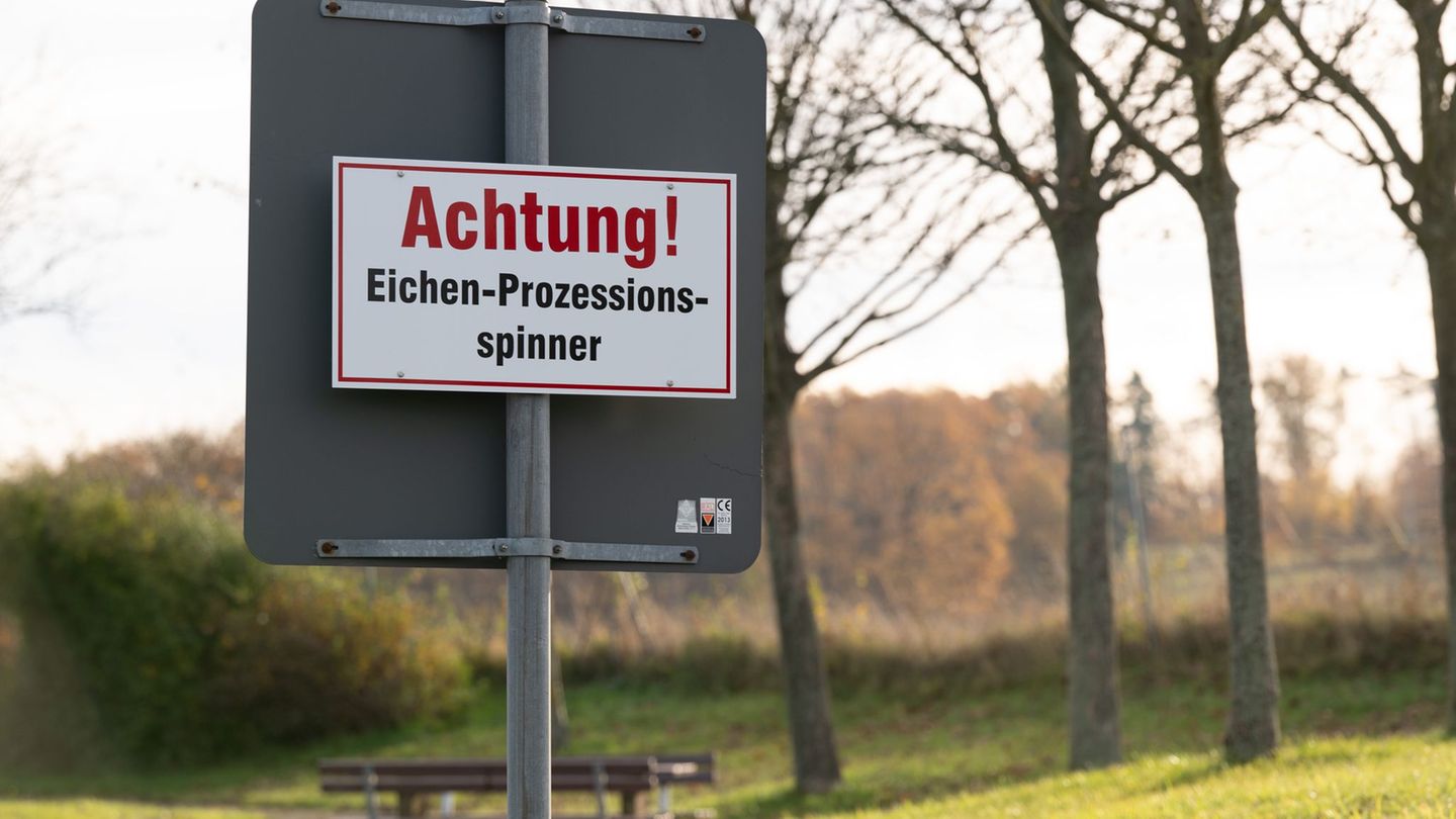 Eichenprozessionsspinner: Leipzig testet Fadenwürmer gegen Eichenprozessionsspinner