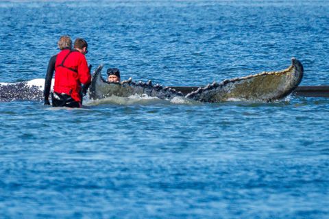 Helfer versuchen mit Gurten den gestrandeten Buckelwal vor der Insel Poel zu einem Transportschiff zu ziehen
