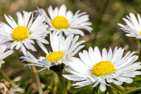 Gänseblümchen und Co. einfach stehenlassen: Was Gartenbesitzer zugunsten der Artenvielfalt beachten sollten. (Symbolbild) Foto: