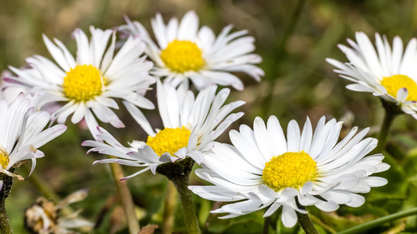 Gänseblümchen und Co. einfach stehenlassen: Was Gartenbesitzer zugunsten der Artenvielfalt beachten sollten. (Symbolbild) Foto: