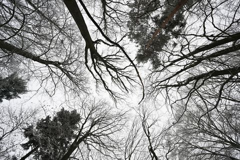 Wer im Wald unterwegs ist, sollte sich an gewisse Verhaltensweisen halten. (Archivbild) Foto: Arne Dedert/dpa