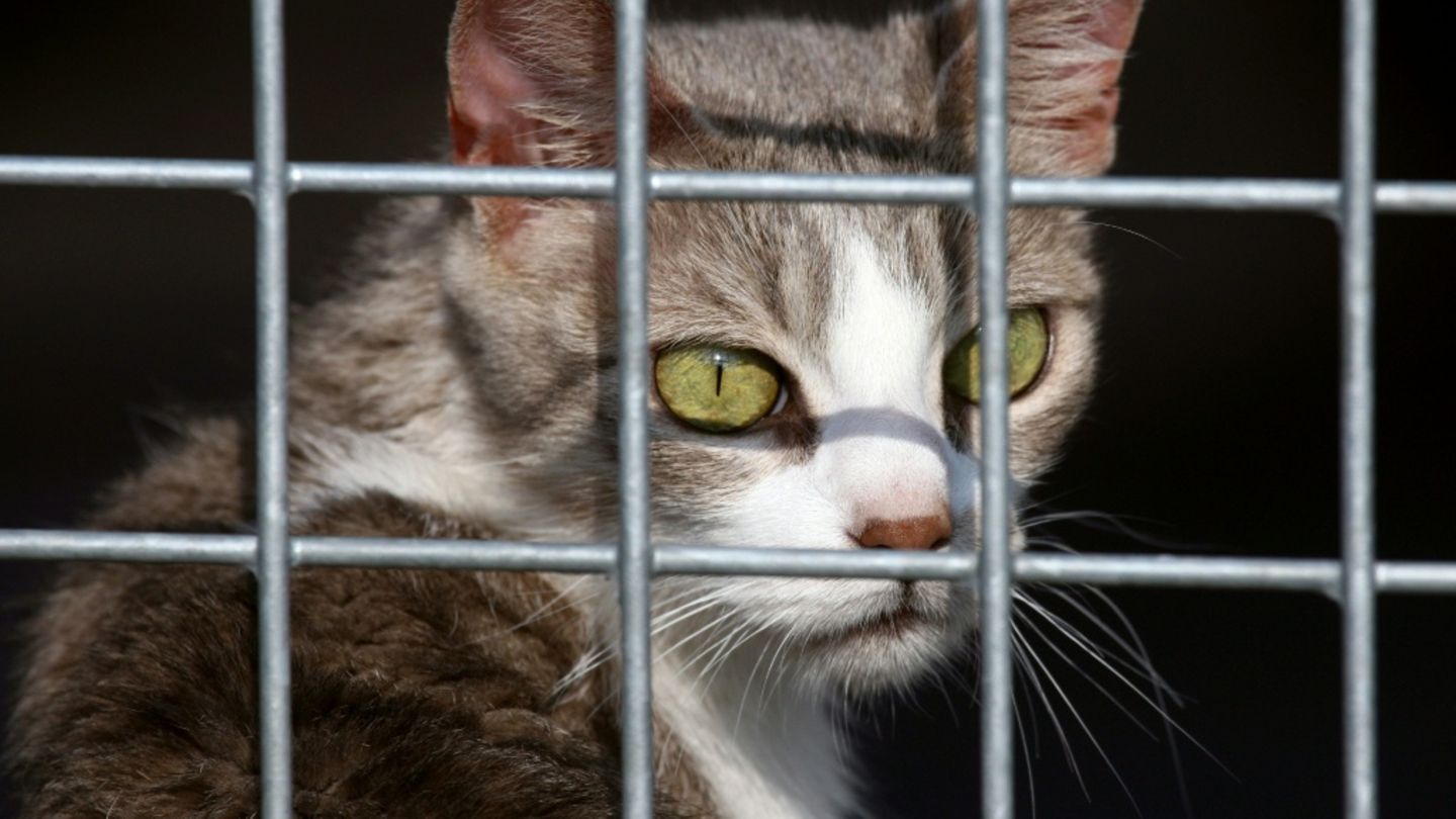 Katze in einem Tierheim