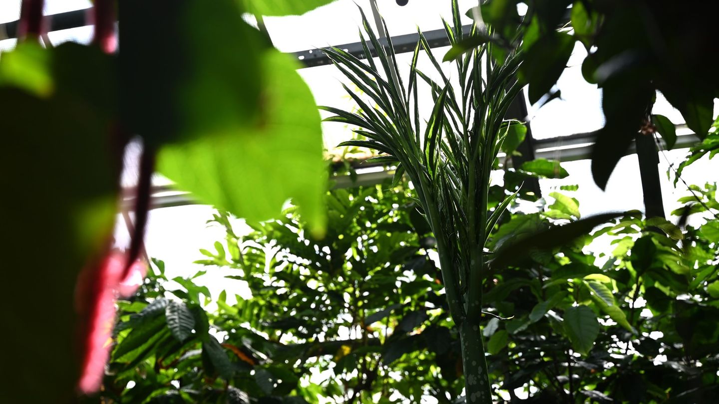 Seltene Pflanze: Nach Titanenwurz-Diebstahl: Neuer Riesenstinker für Dortmund