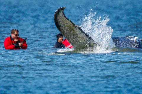 Helfer ziehen mit Gurten den gestrandeten Wal