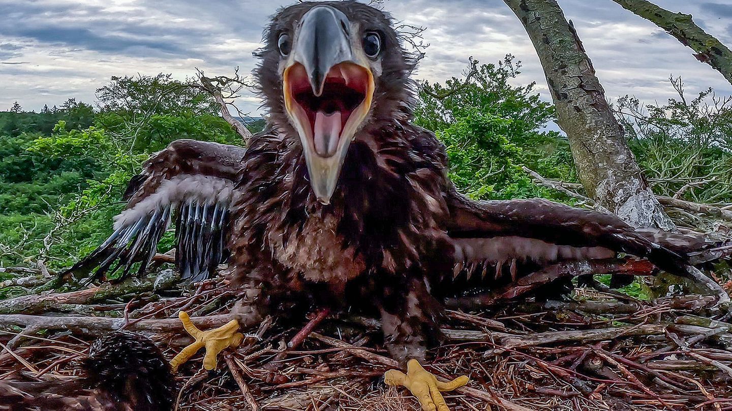 Ein junger Seeadler wird lebend aus einem abgestürzten Adlerhorst geborgen. (Illustration) Foto: Jens Büttner/dpa