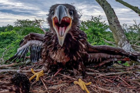 Ein junger Seeadler wird lebend aus einem abgestürzten Adlerhorst geborgen. (Illustration) Foto: Jens Büttner/dpa