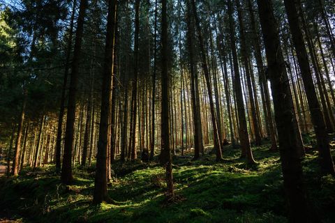 Die Waldbrandgefahr steigt laut DWD bis zum Donnerstag an. (Symbolbild) Foto: Jan-Philipp Strobel/dpa