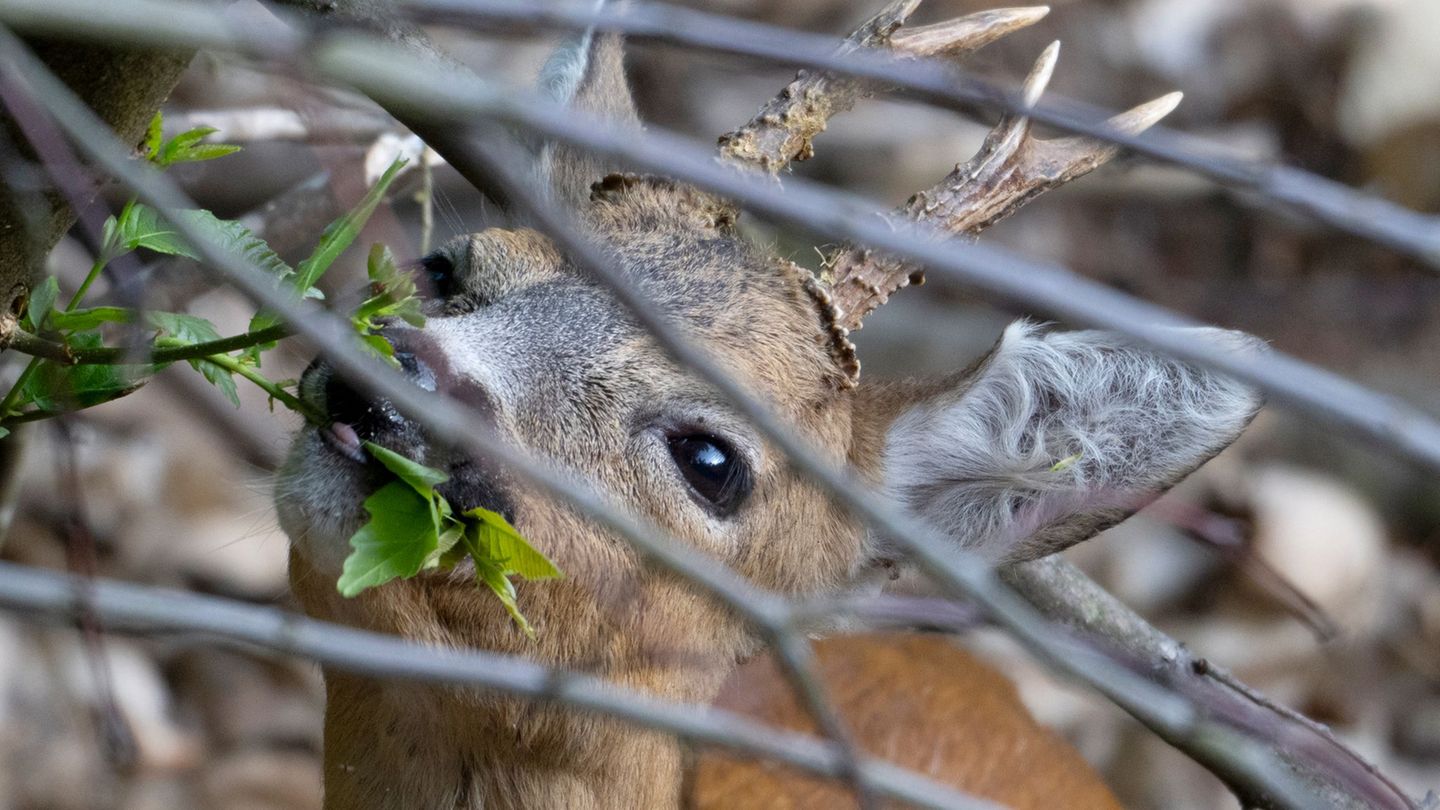 Tier in Bedrängnis: Feuerwehr befreit eingeklemmtes Reh