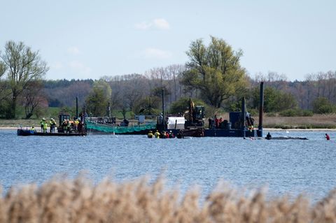 Die entscheidenden Minuten brechen an: Sehen Sie die Walrettung im Livestream