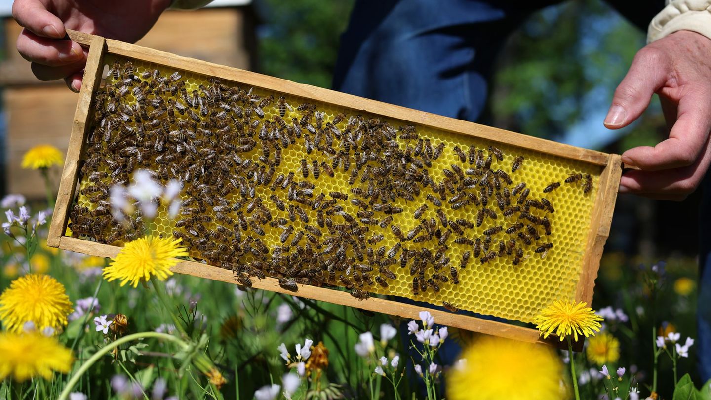 Ein Imker hat nach einem Bienenstich einen anaphylaktischen Schock erlitten. (Symbolbild) Foto: Karl-Josef Hildenbrand/dpa