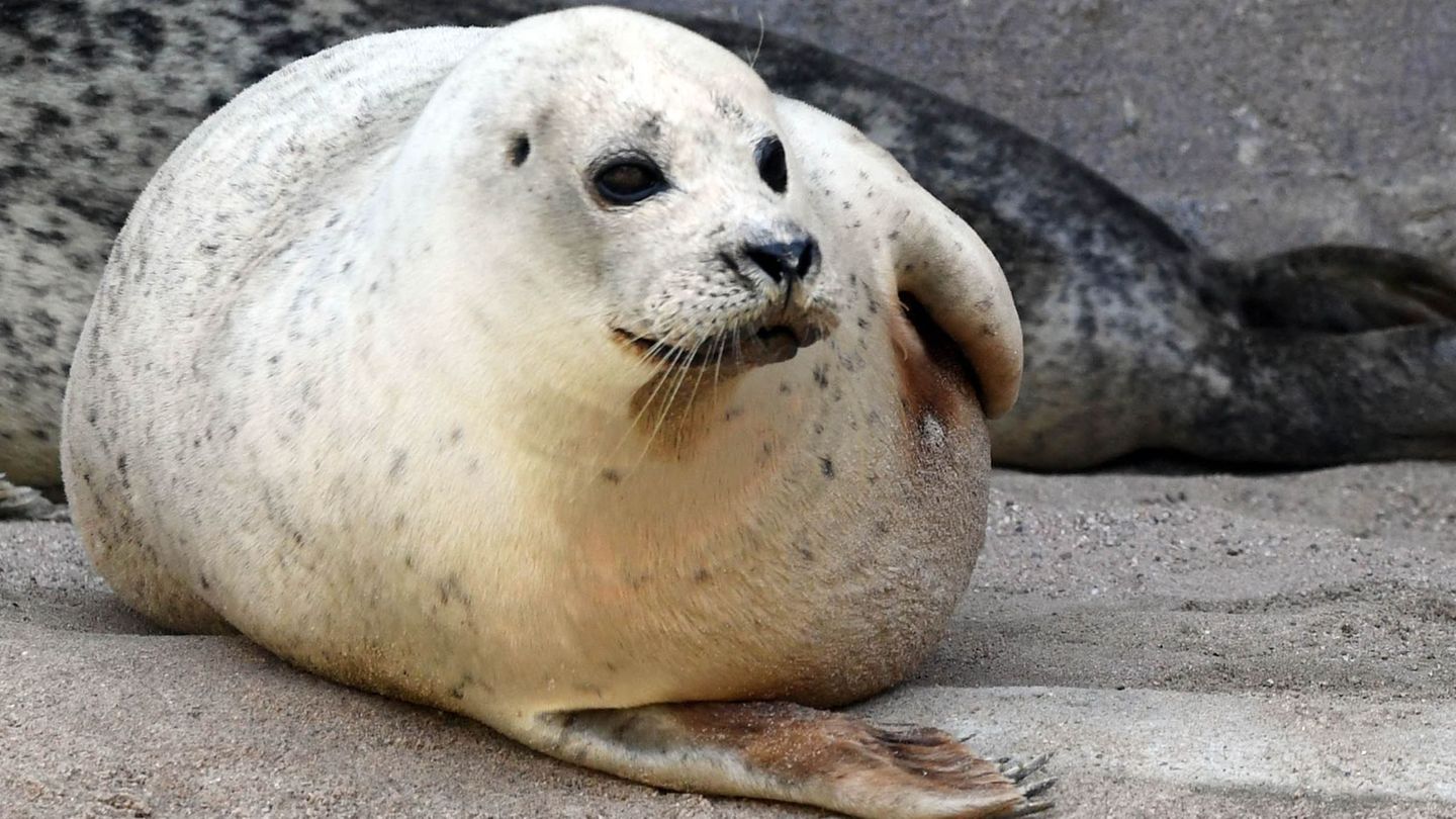 Zoo: Seehund Gina stirbt mit 33 – Karlsruher Zoo beendet Ära
