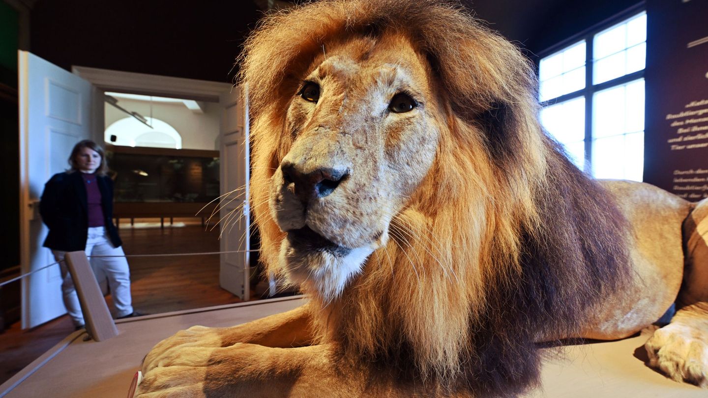 Historisch bedeutend: "Meilenstein" für Barrierefreiheit und Schloss-Sanierung