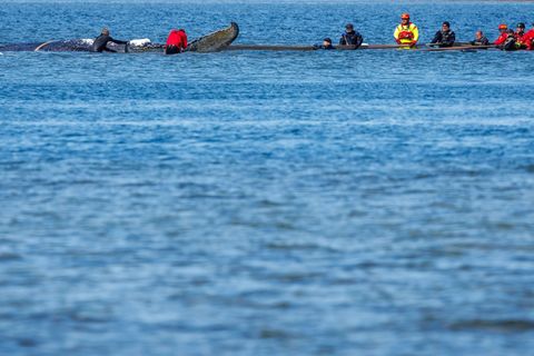 Helfer ziehen an Gurten an dem Wal. Foto: Jens Büttner/dpa