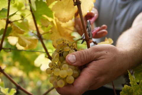 Die Weinlese in Rheinland-Pfalz fiel schlechter aus als in den Vorjahren. (Archivbild) Foto: Thomas Frey/dpa