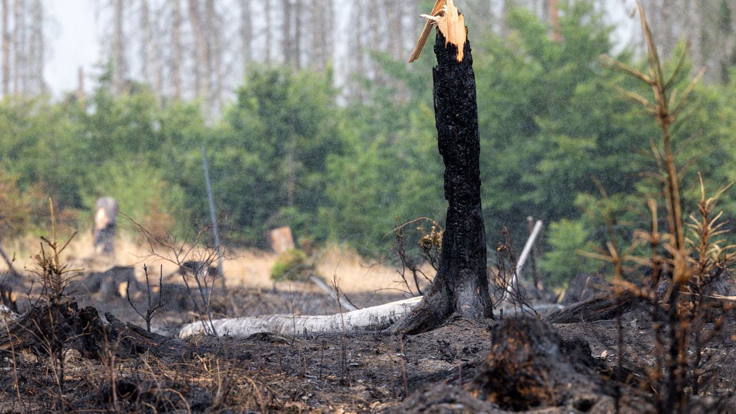 Im vergangenen Jahr brannte es mehrfach, im Frühjahr musste die Feuerwehr wieder wegen Waldbränden ausrücken. (Archivfoto) Foto: