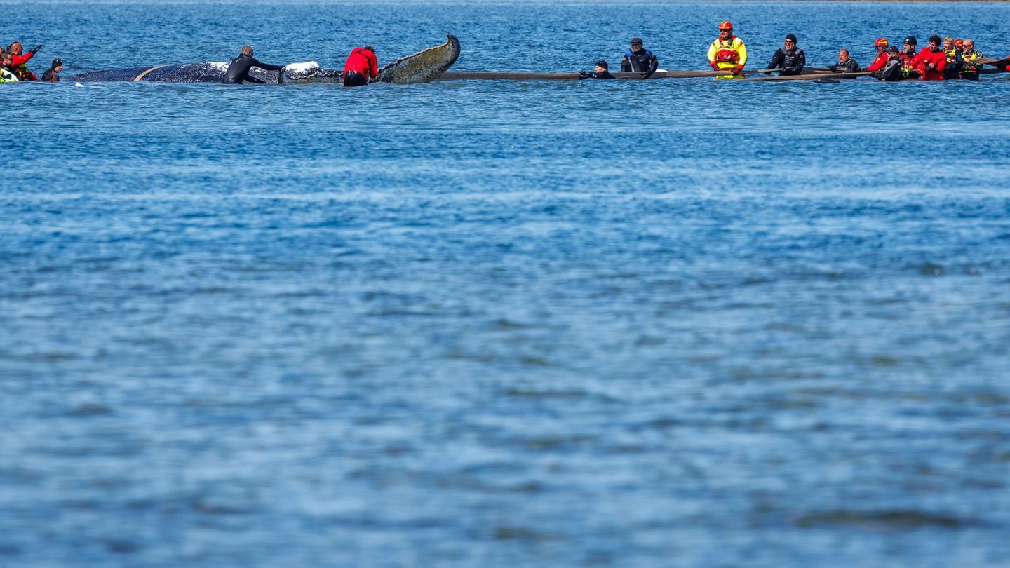 Helfer ziehen an Gurten an dem Wal. Foto: Jens Büttner/dpa