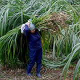 Hanoi, Vietnam. Das deutsche Sprichwort „Ein jeder hat sein Bündel zu tragen“ kennt diese Frau wahrscheinlich nicht. Trotzdem trägt sie ein Bündel Gras auf der Schulter, das ihr Vieh bekommen soll. Hoffentlich ist ihr Bündel eher unhandlich als schwer.