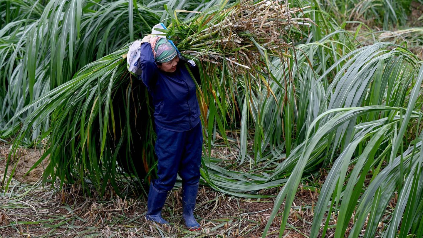 Hanoi, Vietnam. Das deutsche Sprichwort „Ein jeder hat sein Bündel zu tragen“ kennt diese Frau wahrscheinlich nicht. Trotzdem trägt sie ein Bündel Gras auf der Schulter, das ihr Vieh bekommen soll. Hoffentlich ist ihr Bündel eher unhandlich als schwer.