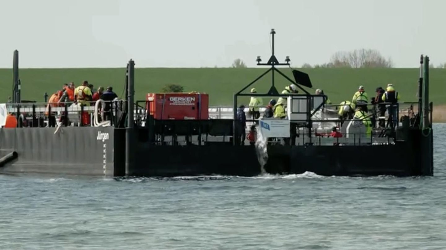 Gesundheitszustand unbekannt: Entscheidende Rettungsphase: Buckelwal „von selbst“ in Lastkahn geschwommen