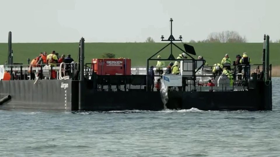 Buckelwal in Lastkahn