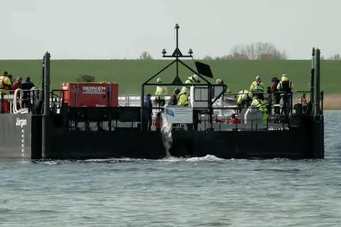 Buckelwal in Lastkahn