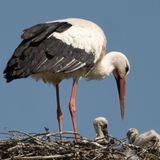 Biebesheim, Deutschland. Ein Storch sitzt mit dem erst wenige Tage alten Nachwuchs auf seinem Horst im hessischen Ried. An dem Mythos des Kinder bringenden Klapperstorchs gemessen, müsste Deutschland einen Babyboom erleben. Es gibt laut jüngster Bilanz vermutlich so viele Weißstörche wie noch nie. Zwar ist noch unklar, wie stark die Vogelgrippe die Population reduziert hat – Experten erwarten aber keinen Einbruch.
