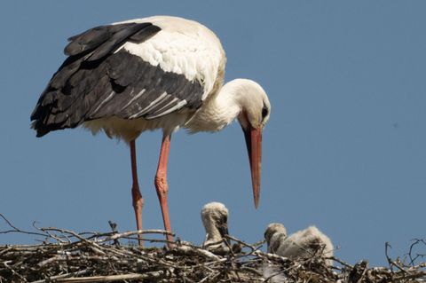 Biebesheim, Deutschland. Ein Storch sitzt mit dem erst wenige Tage alten Nachwuchs auf seinem Horst im hessischen Ried. An dem Mythos des Kinder bringenden Klapperstorchs gemessen, müsste Deutschland einen Babyboom erleben. Es gibt laut jüngster Bilanz vermutlich so viele Weißstörche wie noch nie. Zwar ist noch unklar, wie stark die Vogelgrippe die Population reduziert hat – Experten erwarten aber keinen Einbruch.