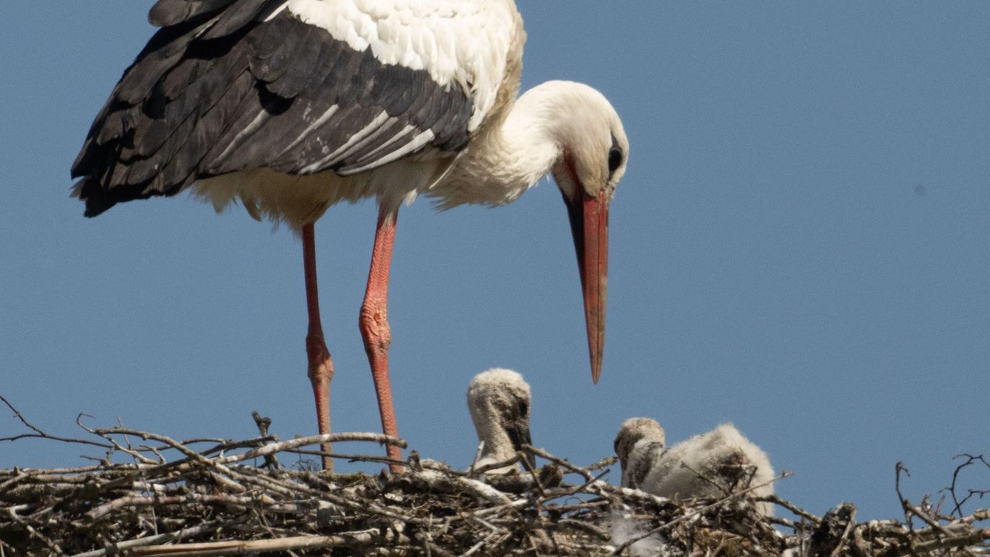 Biebesheim, Deutschland. Ein Storch sitzt mit dem erst wenige Tage alten Nachwuchs auf seinem Horst im hessischen Ried. An dem Mythos des Kinder bringenden Klapperstorchs gemessen, müsste Deutschland einen Babyboom erleben. Es gibt laut jüngster Bilanz vermutlich so viele Weißstörche wie noch nie. Zwar ist noch unklar, wie stark die Vogelgrippe die Population reduziert hat – Experten erwarten aber keinen Einbruch.