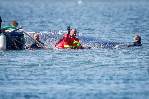 Ein Helfer jubelt mit einem Arm in der Luft, dass der Wal in den Lastkahn schwimmt