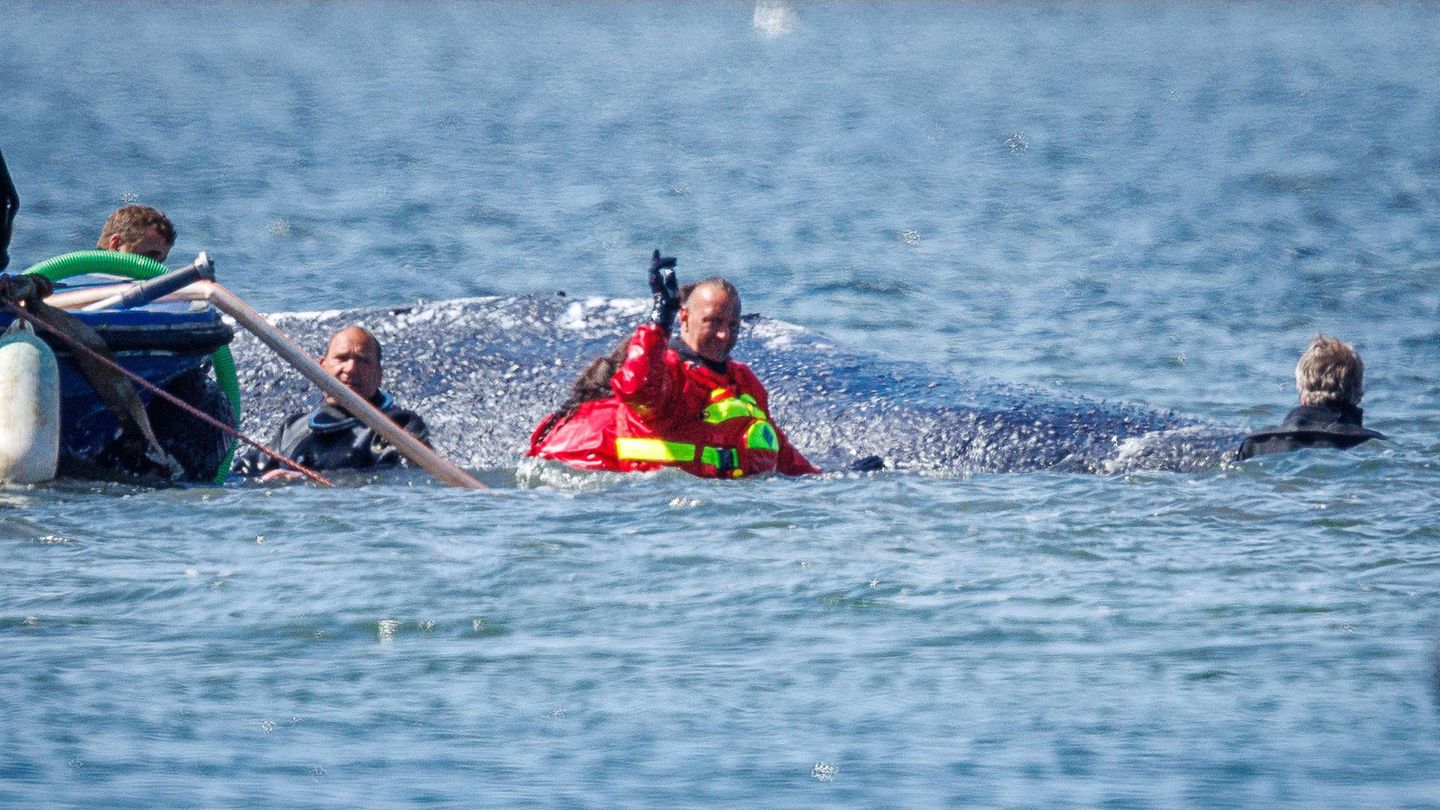 Wal-Newsblog: Einstieg und Anschnallen haben geklappt: Das wissen wir über den Reiseplan