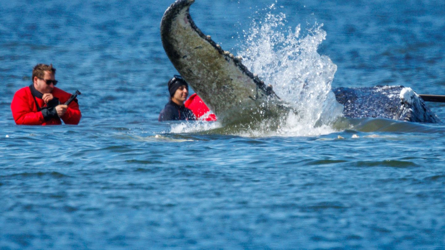 Gestrandeter Wal: Berliner Band singt "Sprengt den Wal"