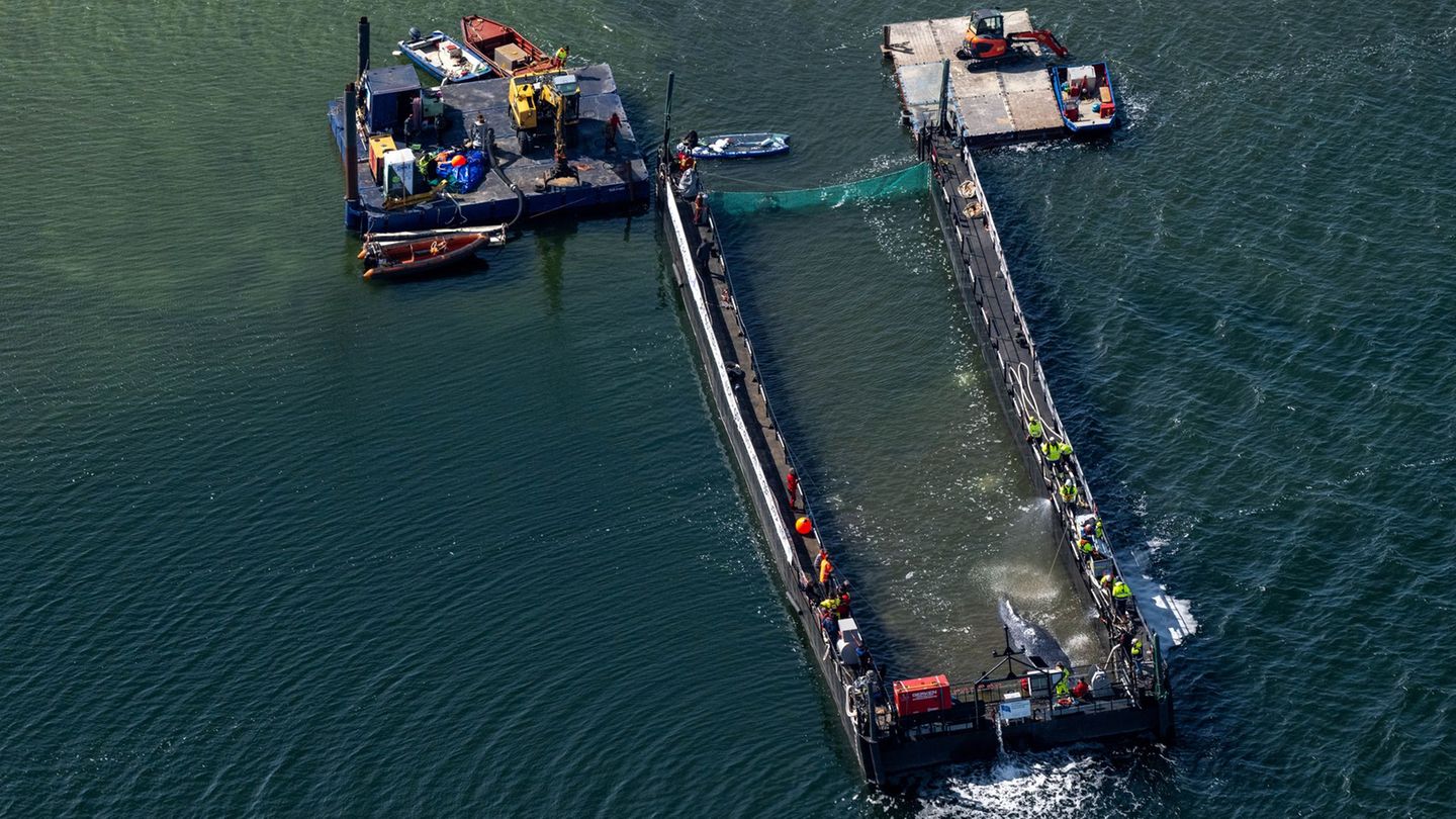 Gestrandeter Wal: Fahrt des Wal-Transports des Buckelwals wird vorbereitet