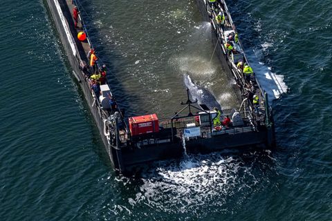 Der in der Ostsee gestrandete Wal schwimmt in einer Barge, die sich langsam aus dem Wasser hebt