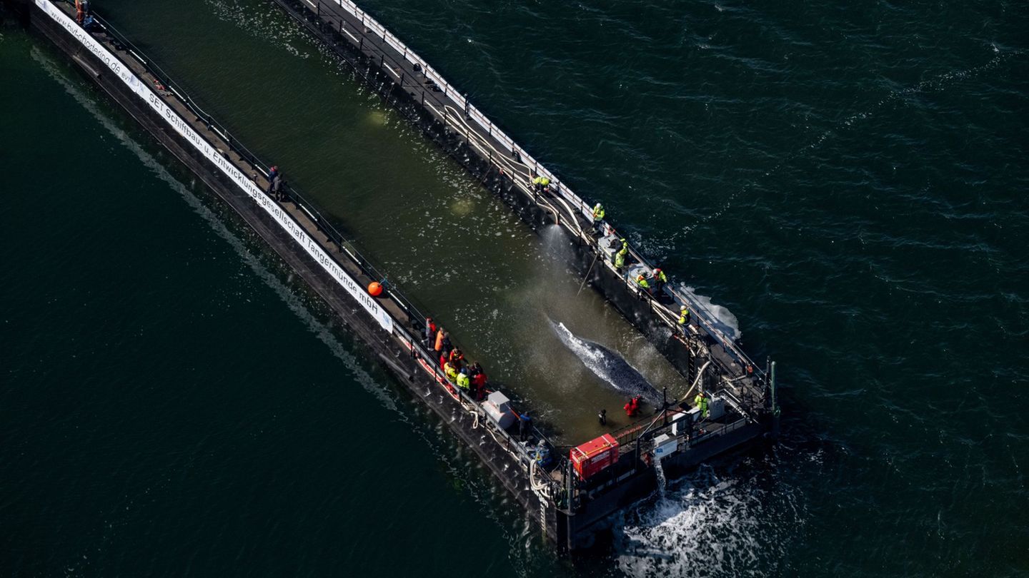 Jetzt hat sich die Barge mit dem Wal in Bewegung gesetzt. Foto: Stefan Sauer/dpa