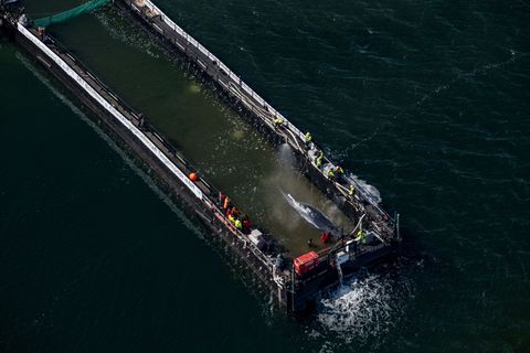 Jetzt hat sich die Barge mit dem Wal in Bewegung gesetzt. Foto: Stefan Sauer/dpa