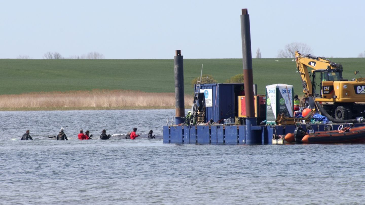 Transport in Richtung Nordsee: Frachtkahn mit Buckelwal verlässt Wismarer Bucht