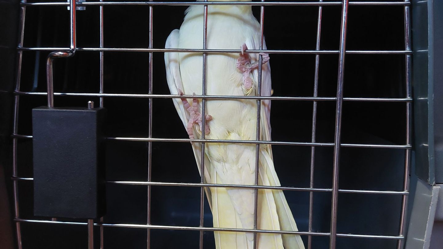 Feuerwehreinsatz: Ein Papagei im fremden Wohnzimmer