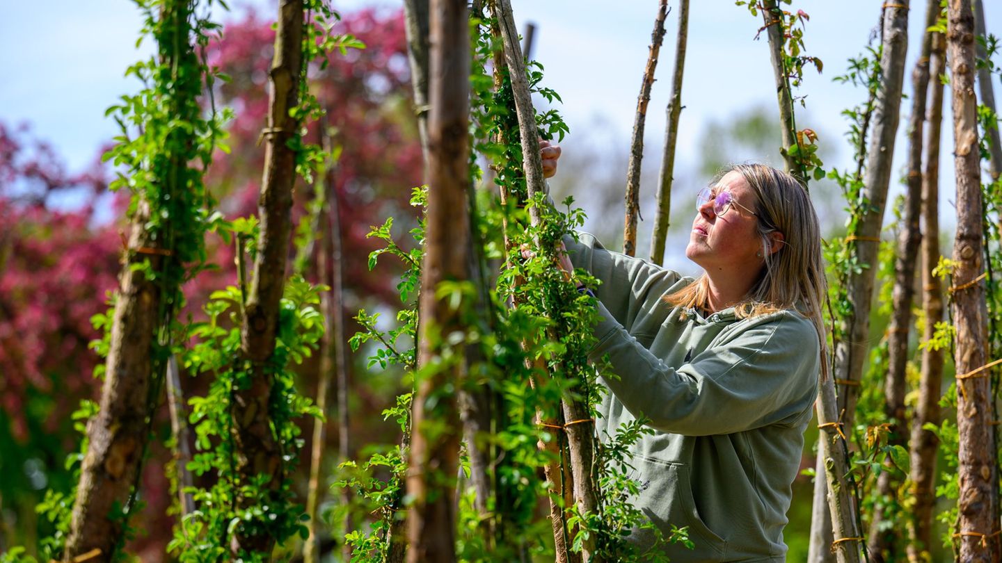 Im Europa Rosarium in Sangerhausen arbeitet Louise Jurk, Zierpflanzengärtnerin, in einem Rosenbeet mit Kletterrosen. Foto: Hendr