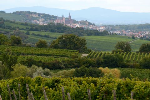 Wanderungen durch die rheinhessischen Weinberge bieten sich am Maifeiertag an. (Archivbild) Foto: Roland Holschneider/dpa
