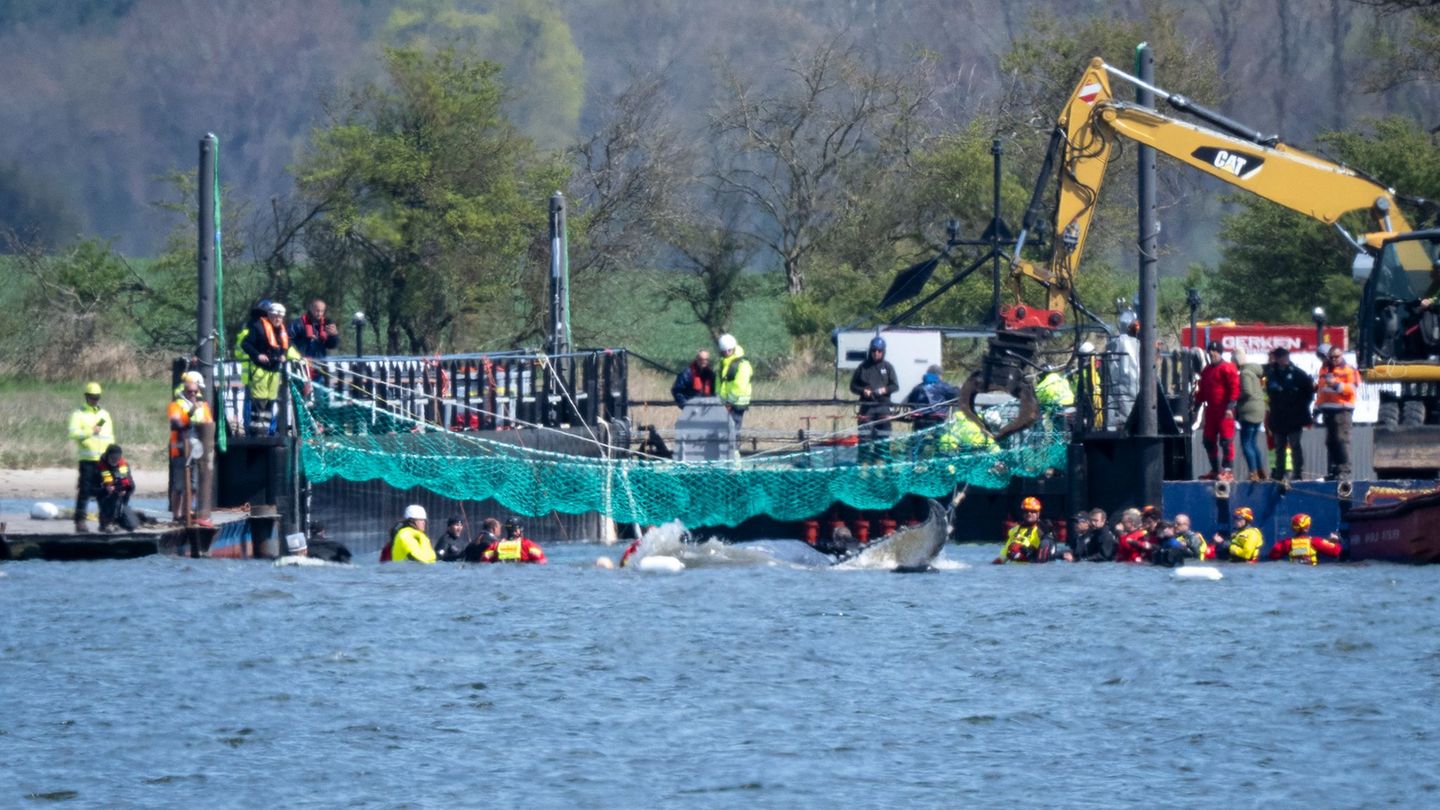 Das Tier bewegte sich durch eine zuvor ausgebaggerte Rinne in die sogenannte Barge, nachdem Helfer ihn zuvor mit Gurten in diese